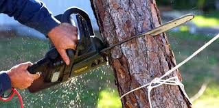  Freeland, PA Tree Care Services Pros