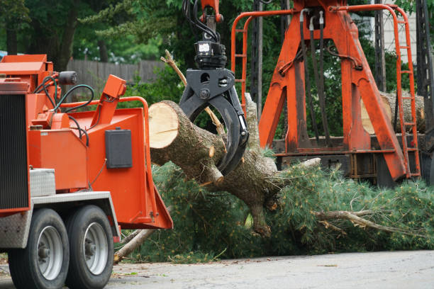 Best Hazardous Tree Removal  in Freeland, PA