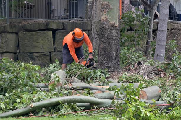 Best Tree Preservation Services  in Freeland, PA