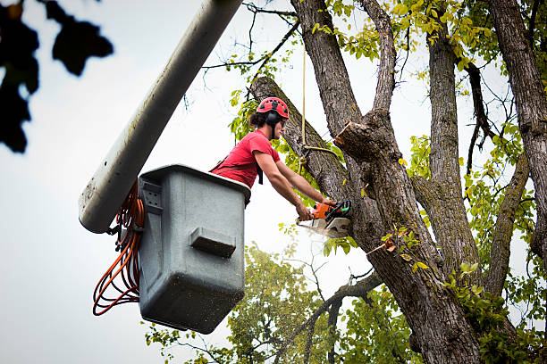 How Our Tree Care Process Works  in  Freeland, PA