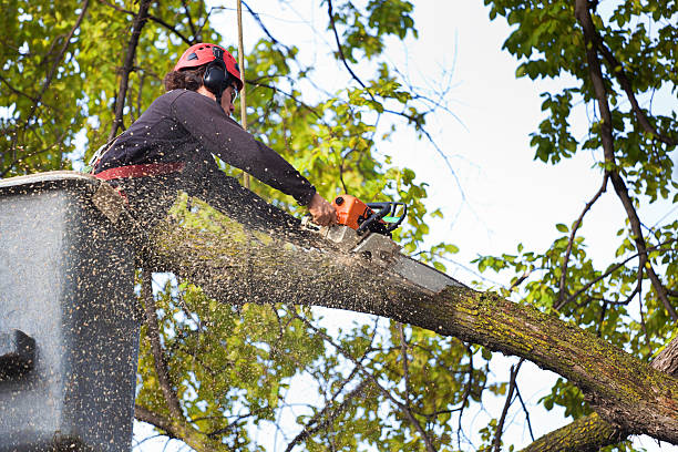 Leaf Removal in Freeland, PA